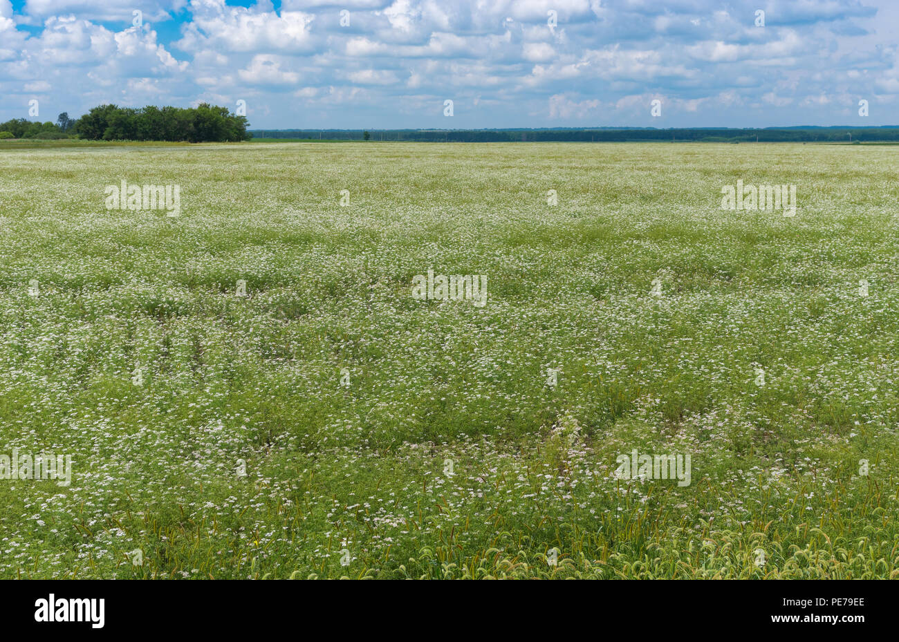 Sommer Landschaft mit blühenden Koriander Feld in Poltavskaya Oblast, Ukraine Stockfoto