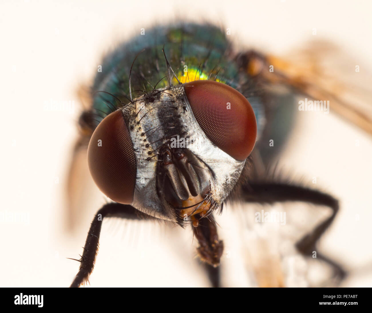 Grüne Flasche Dasyphora cyanella Makro schließen Fliegen bis Stockfoto