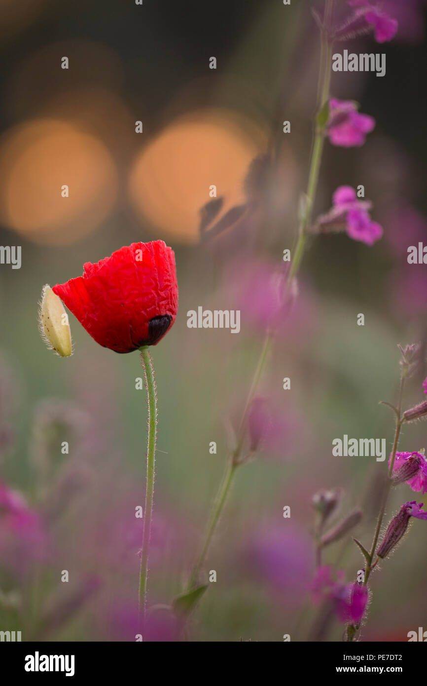 Red wild Poppy, Soft Focus Stockfoto