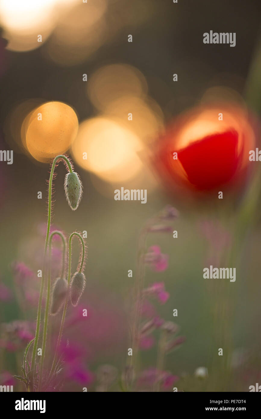 Wild Poppy Knospe, Soft Focus Stockfoto