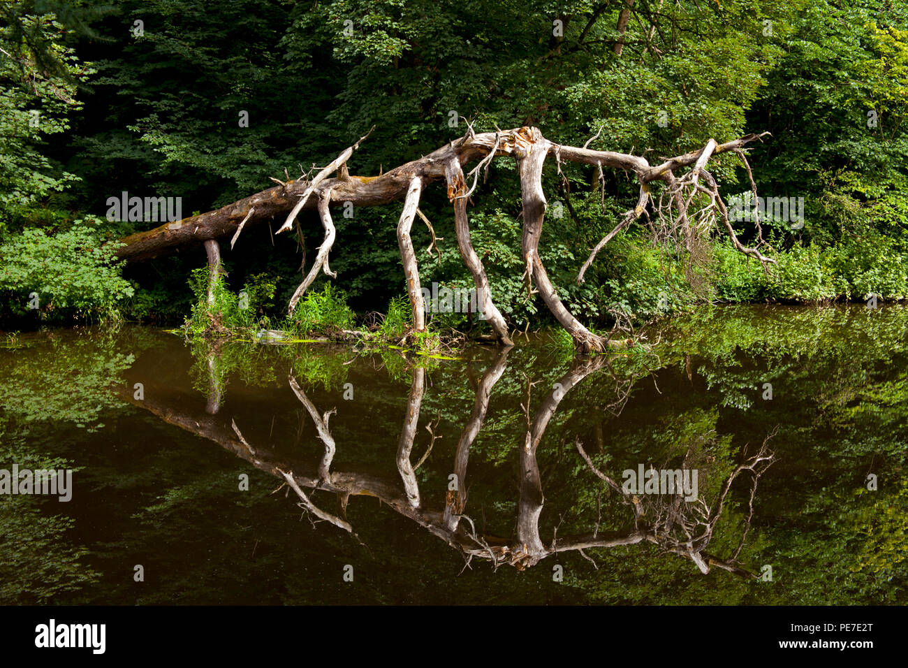River Almond, gefallenen Baum, ist tot sieht aus wie eine prähistorische Monster, wie Dinosaurier, East Calder, West Lothian, Schottland, Großbritannien Stockfoto