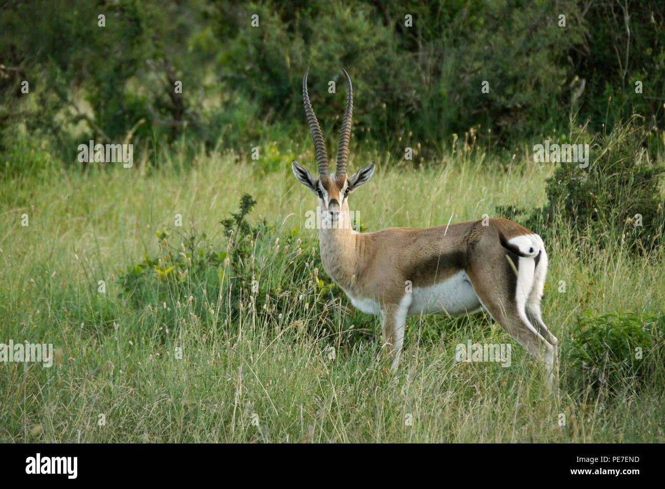 Die männlichen Grant gazelle stehen in langen Gras, Ol Pejeta Conservancy, Kenia Stockfoto