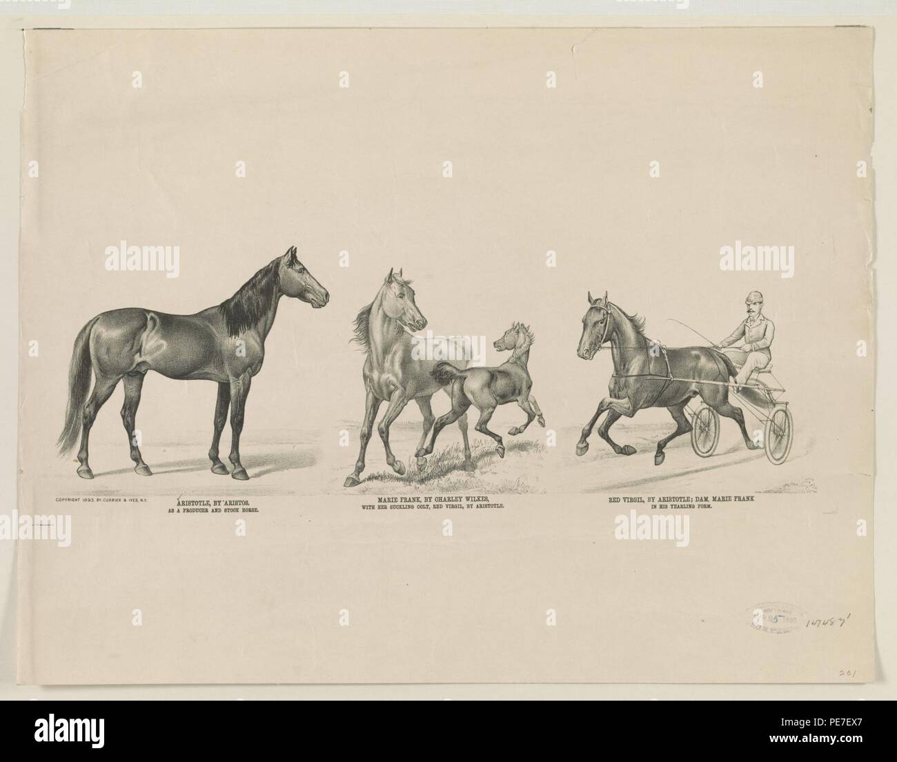 Aristoteles, von Aristos - als Produzent und Stock Horse Marie Frank, von Charley Wilkes - mit ihrem Säugling Colt, Rot Virgil, von Aristoteles Rot Virgil, von Aristoteles-dam, Marie Frank - in seiner Stockfoto