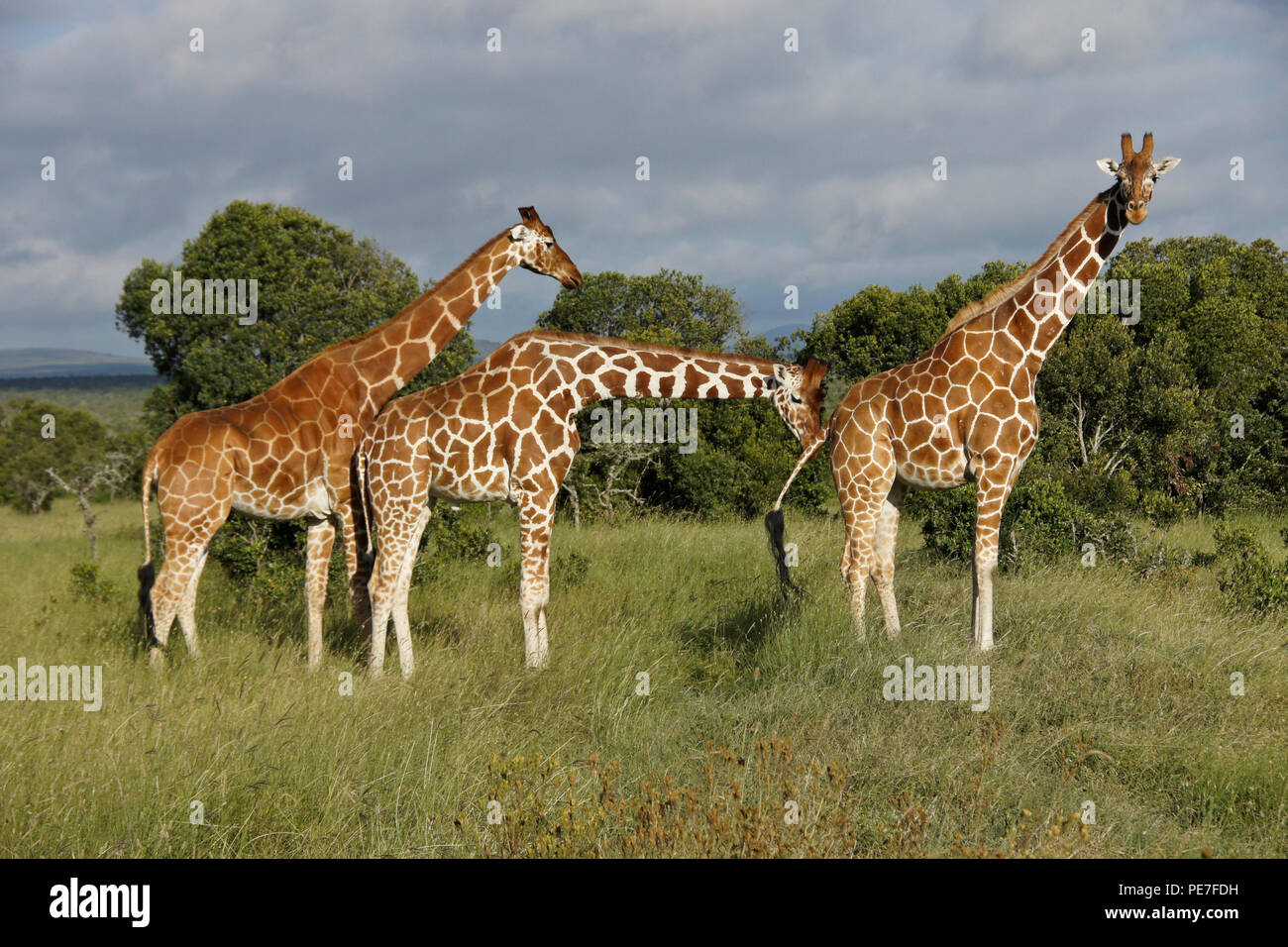 Netzgiraffen mit drei verschiedenen Mustern (männlich, weiblich zur Paarung bereit), Ol Pejeta Conservancy, Kenia Stockfoto