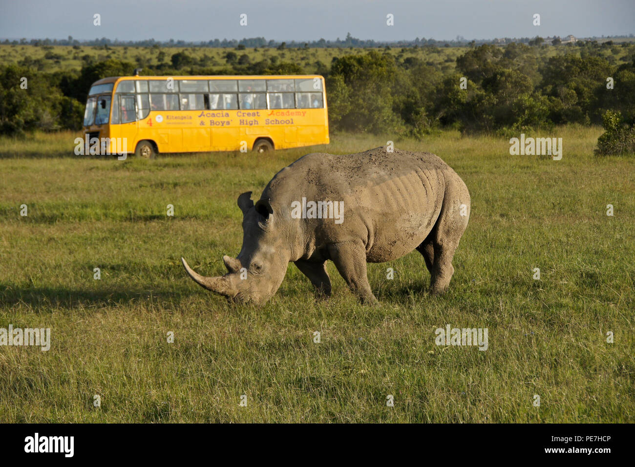 Schülerinnen und Schüler auf einem Ausflug zeigen Sie eine weiße Nashorn Beweidung, Ol Pejeta Conservancy, Kenia Stockfoto