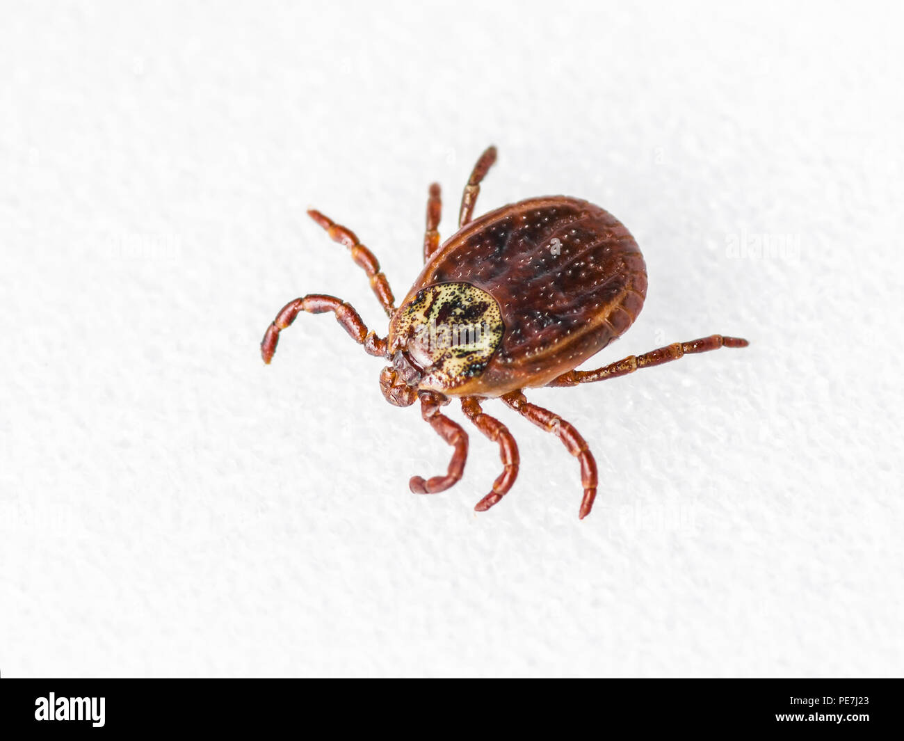 Enzephalitis Virus oder Borreliose infizierte Zecke Arachnid Insekt-schädling auf weißem Hintergrund Stockfoto