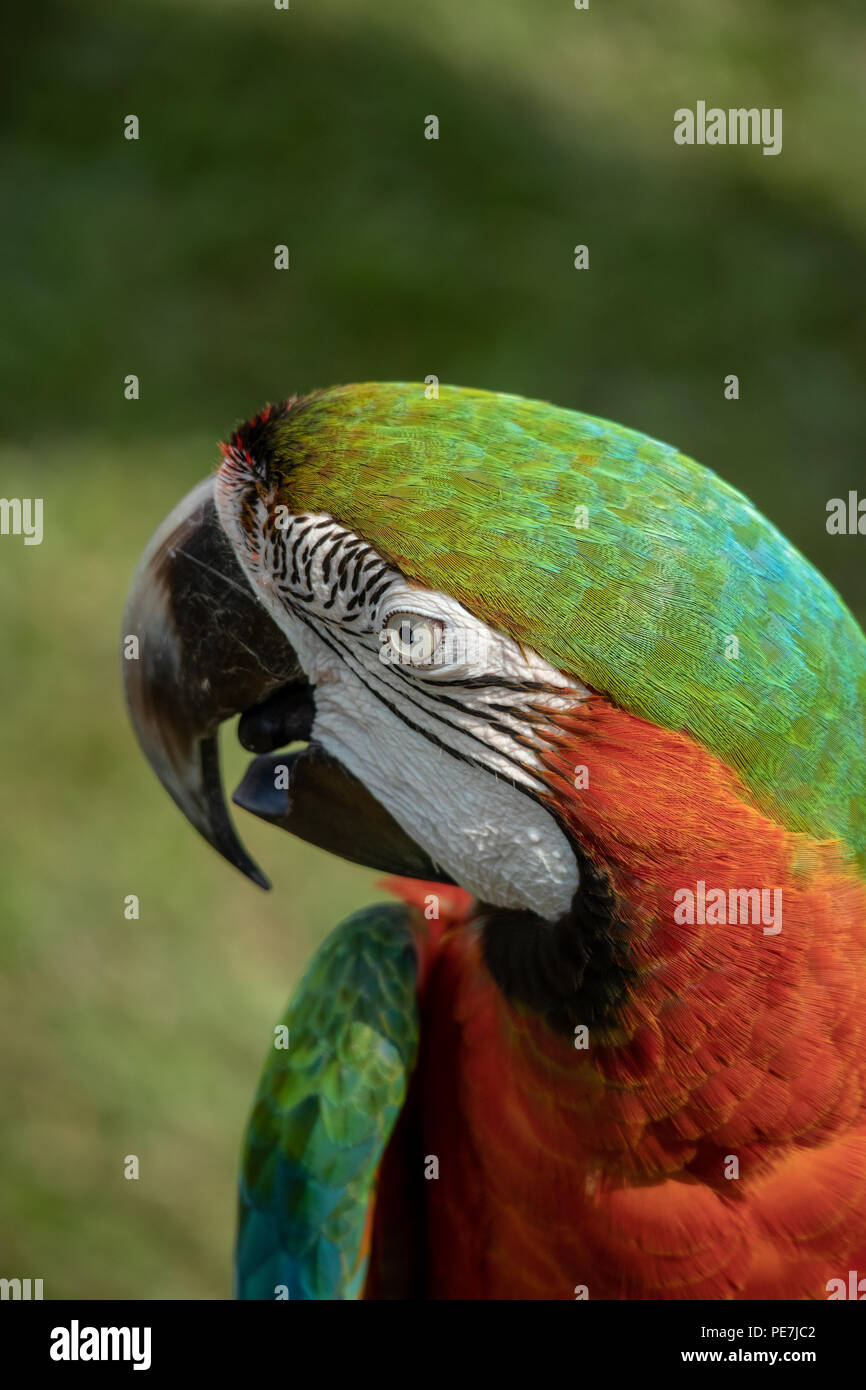 Teuer und exoitic Hybrid pet Macaw bunte Porträt Stockfoto