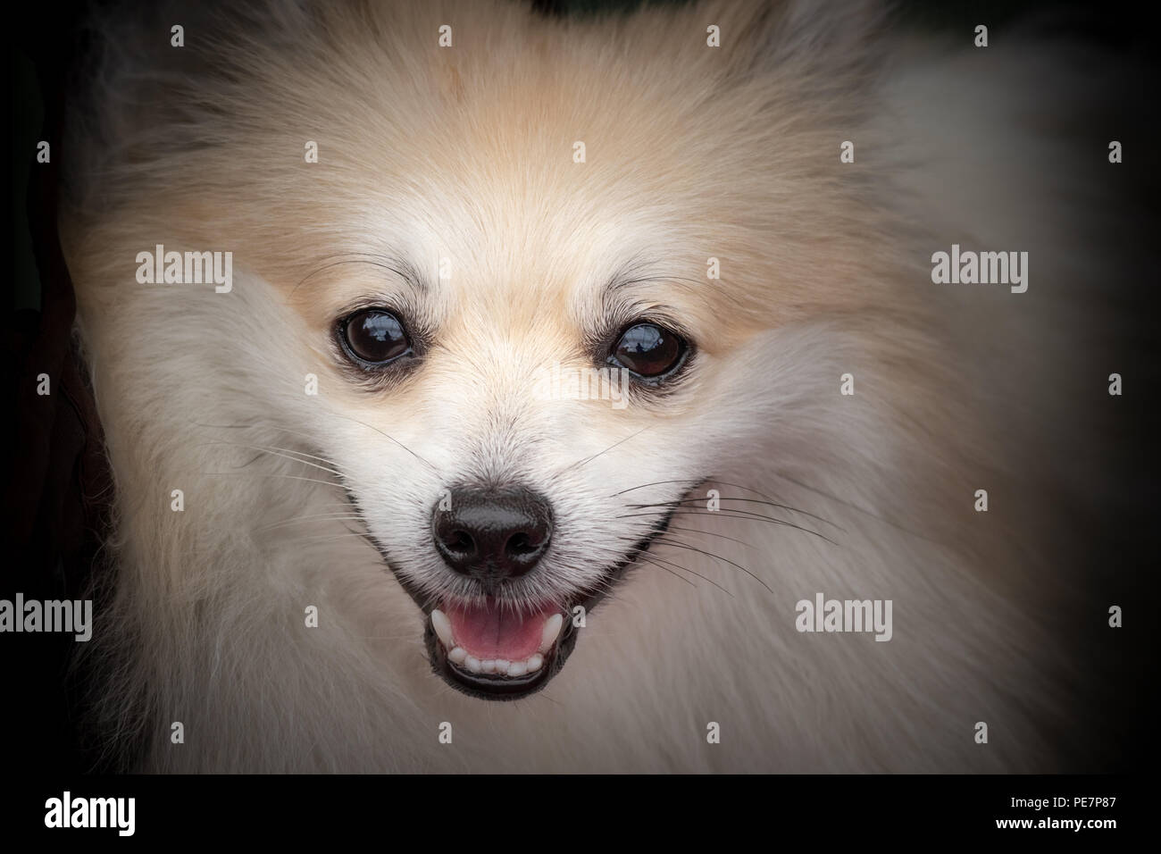 Nahaufnahme, Porträt einer niedlichen Hund Stockfoto