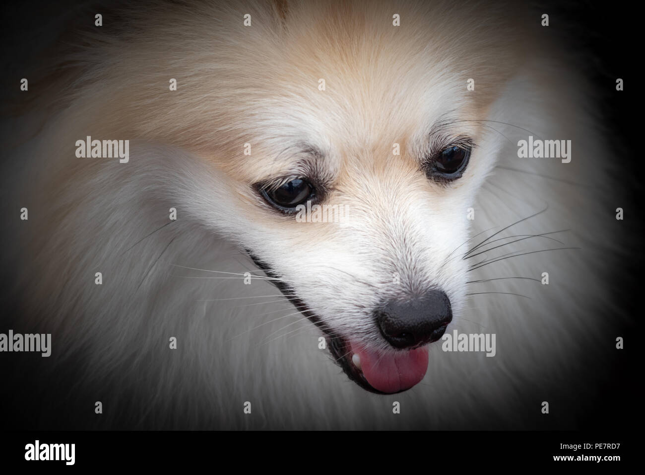 Nahaufnahme, Porträt einer niedlichen Hund Stockfoto