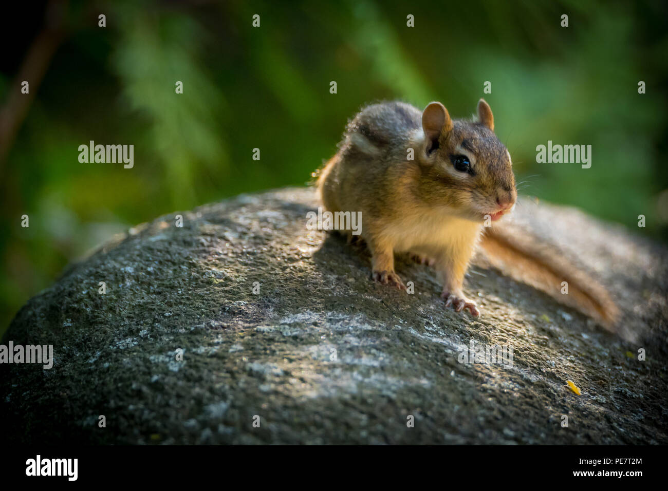 Östlichen Streifenhörnchen (Tamias striatus) suchen Alert steht auf Rock.. Stockfoto