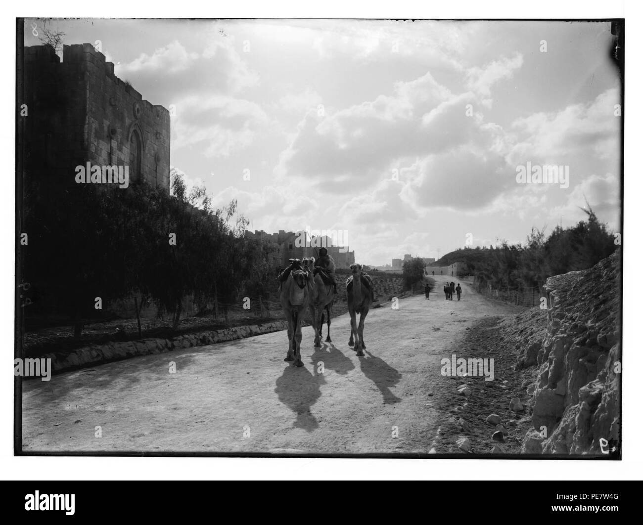 Rund um die Stadtmauer (Jerusalem). Gordon's Leidensweg und der Nordwand. Beduinen Kamele im Vordergrund Stockfoto