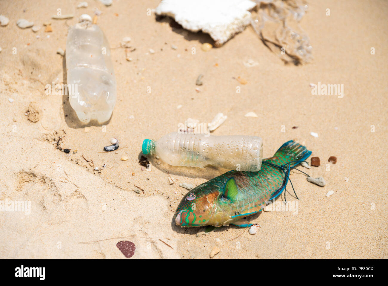Kunststoff verursacht den Tod von Millionen von Tieren auf der ganzen Welt. Stockfoto