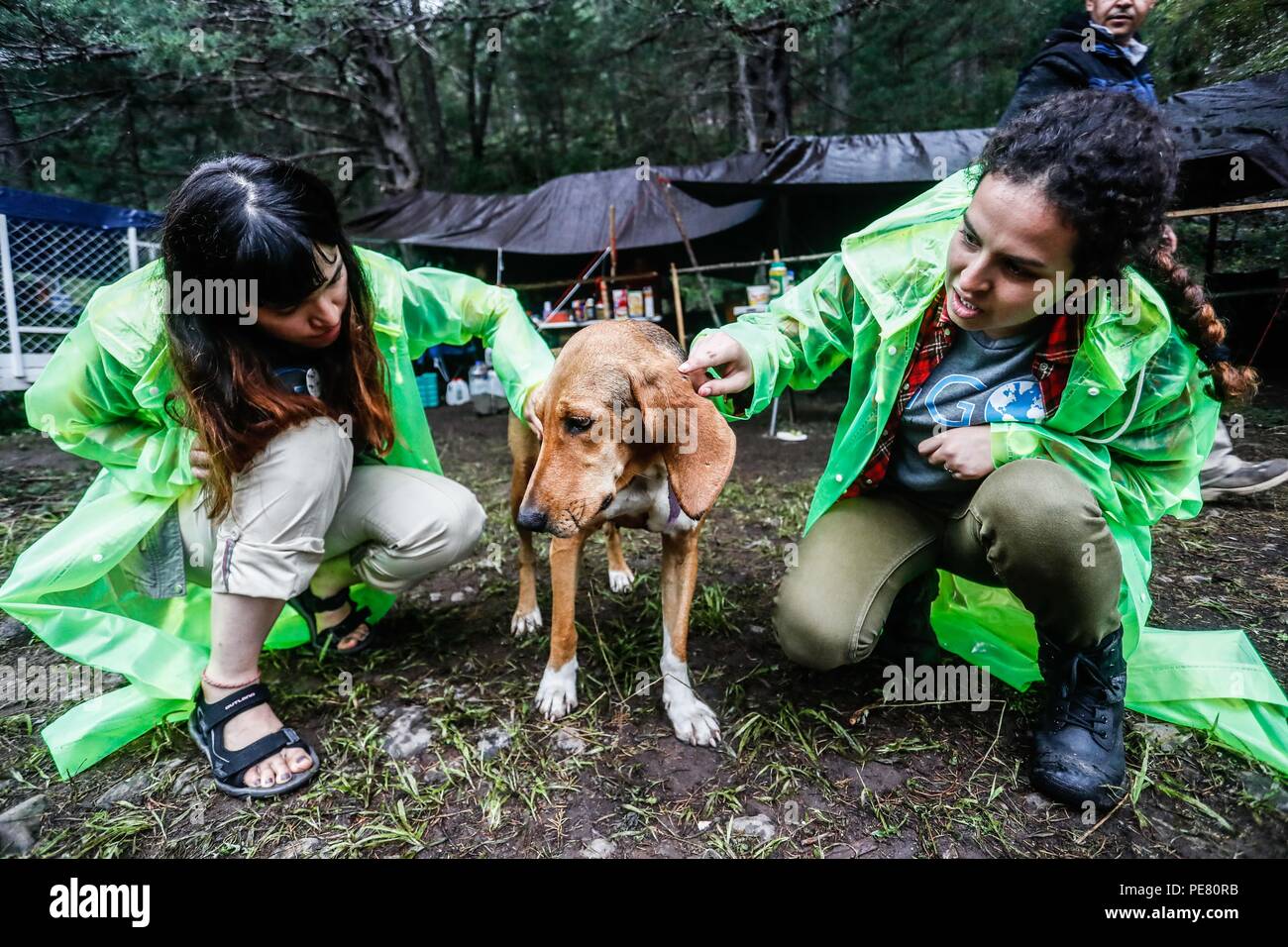 Perro de Campo encontrado Herido, atendido rescatado y por integrantes de Expedición Entdeckung Madrense.... Discovery Madrense expedición De Greate Stockfoto