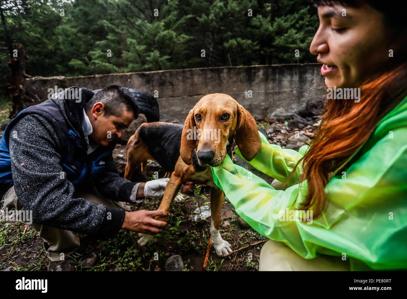 Perro de Campo encontrado Herido, atendido rescatado y por integrantes de Expedición Entdeckung Madrense.... Discovery Madrense expedición De Greate Stockfoto