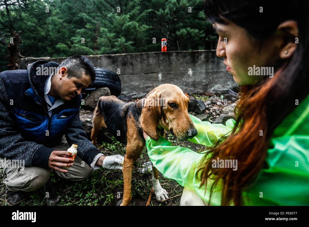 Perro de Campo encontrado Herido, atendido rescatado y por integrantes de Expedición Entdeckung Madrense.... Discovery Madrense expedición De Greate Stockfoto