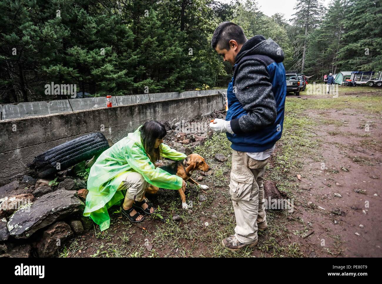 Perro de Campo encontrado Herido, atendido rescatado y por integrantes de Expedición Entdeckung Madrense.... Discovery Madrense expedición De Greate Stockfoto
