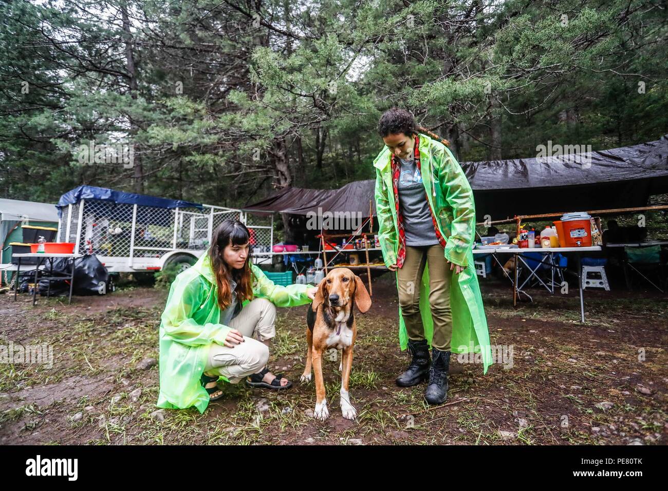 Perro de Campo encontrado Herido, atendido rescatado y por integrantes de Expedición Entdeckung Madrense.... Discovery Madrense expedición De Greate Stockfoto