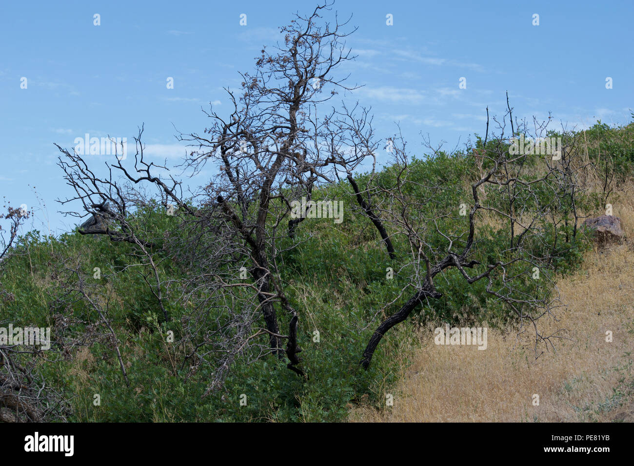 Verbrannte Bäume am Hang Stockfoto