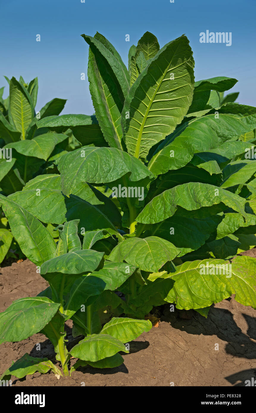 Nicotiana Firma, Tabak angebaut. Stockfoto