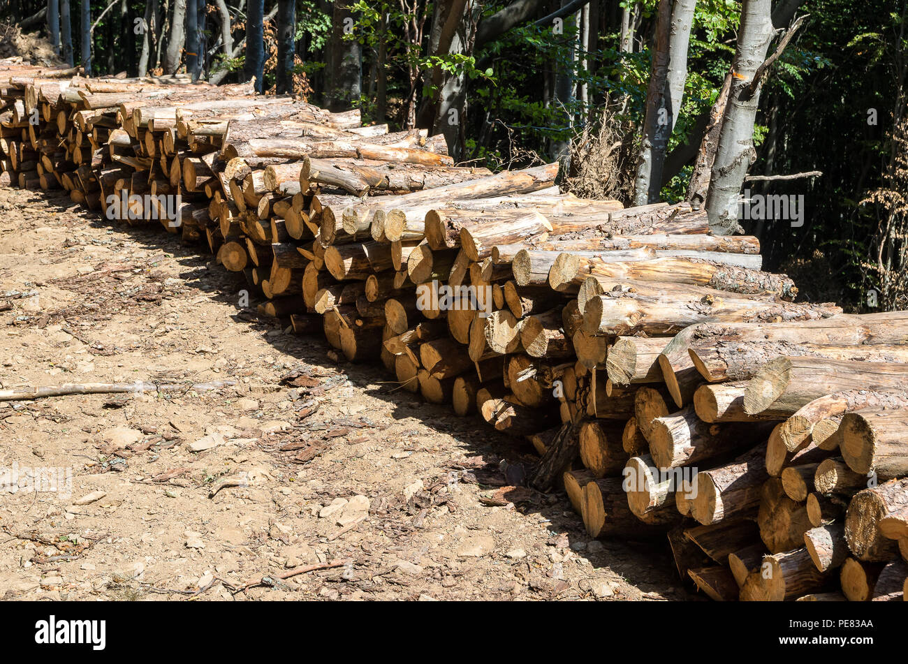 Forstwirtschaft. Schutz der Wälder. Beseitigung von Totholz und tote Bäume. Stockfoto