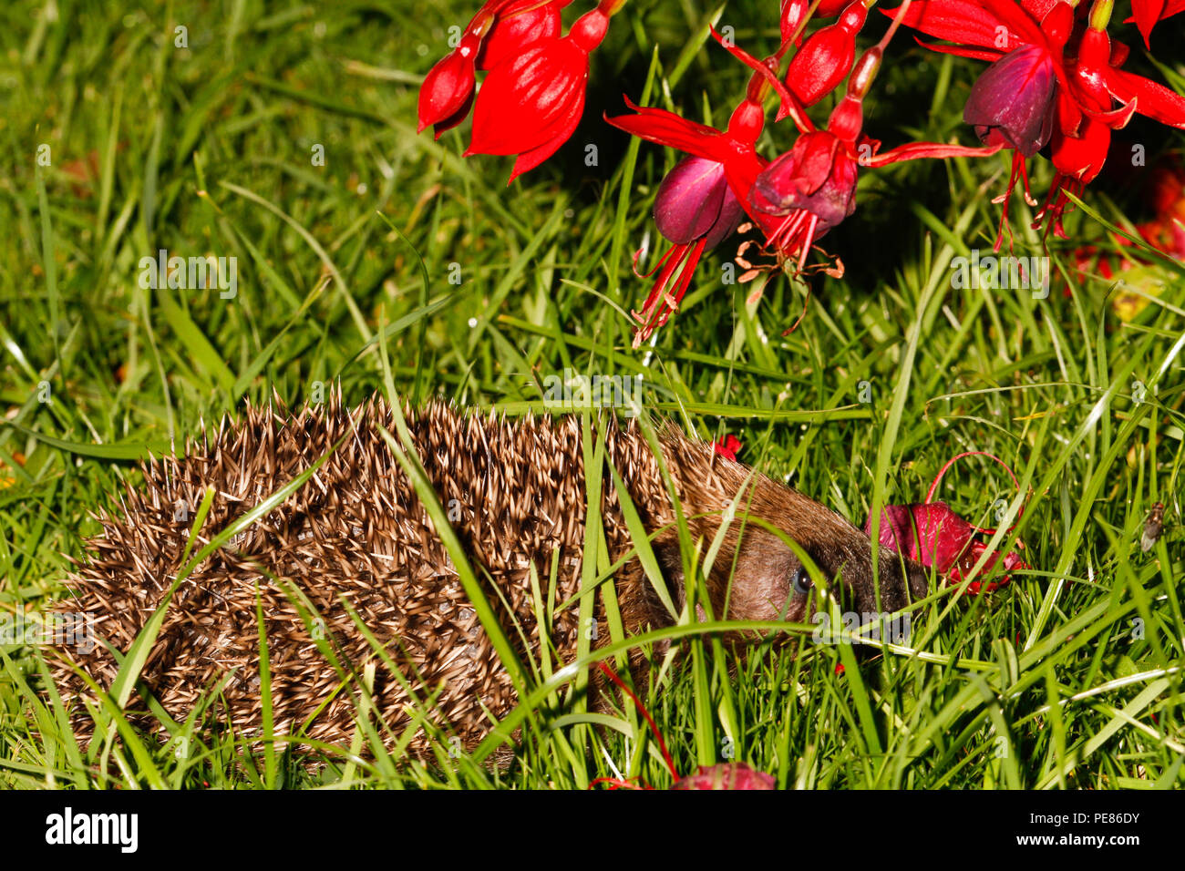 Igel (Erinaceus europaeus) unter Fuschia Bush in der Nacht im Garten, bedrohte Arten, die auf Grund von geeigneten habtat und der zur Verfügung stehenden Nahrung zu Laack Stockfoto