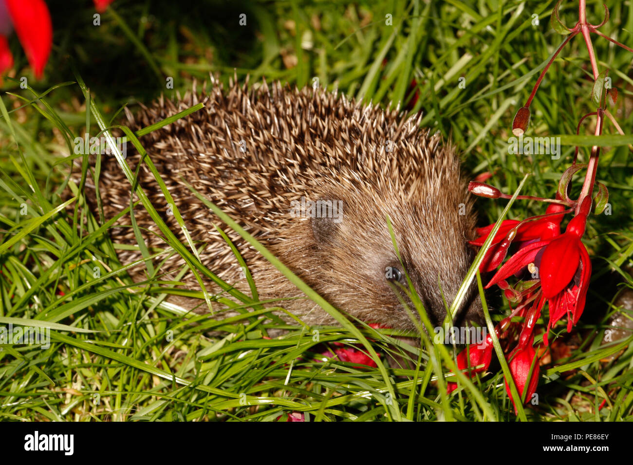 Igel (Erinaceus europaeus) unter Fuschia Bush in der Nacht im Garten, bedrohte Arten, die auf Grund von geeigneten habtat und der zur Verfügung stehenden Nahrung zu Laack Stockfoto