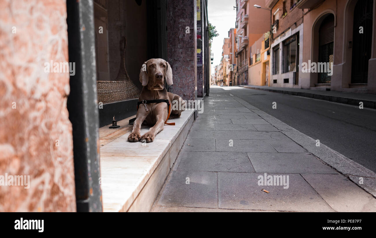 Ein Hund wartet draußen ein Büro in Barcelona, Spanien Stockfoto