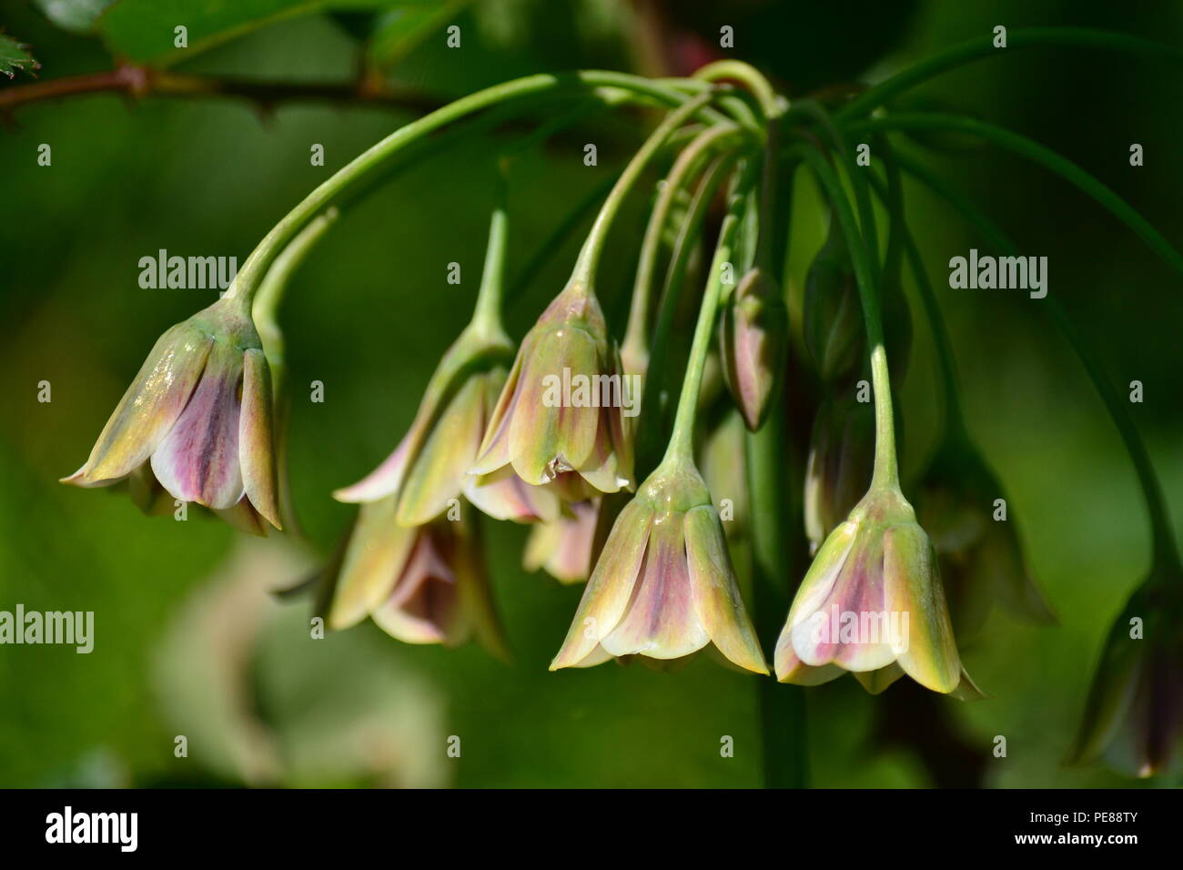 Honig Knoblauch (Allium siculum) am Morgen Stockfoto