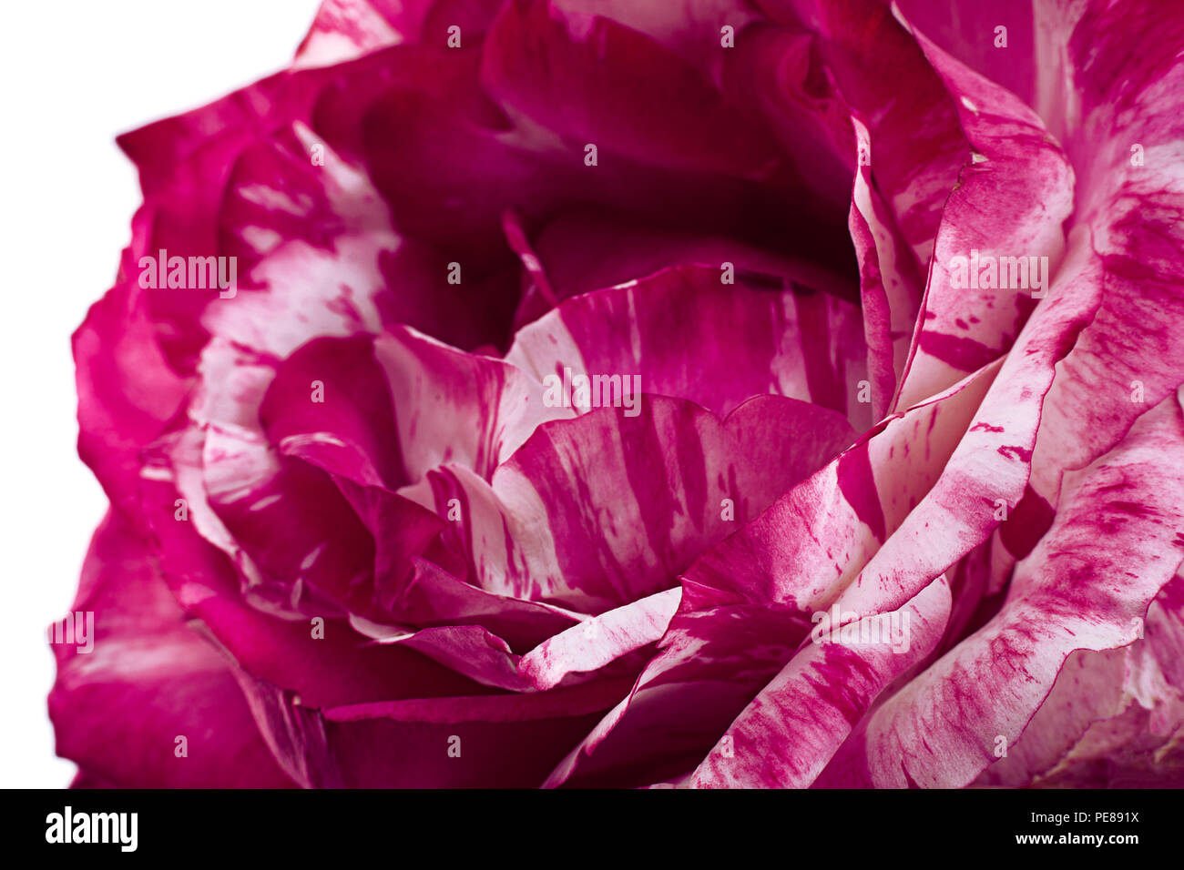 Rosa Gestreift Rose Blume Nahaufnahme Detail Hintergrund Stockfoto