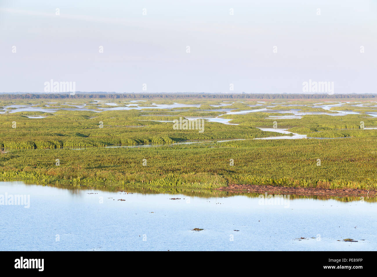 Blick auf Thale Noi Wasservögel Reserve Park in Phatthalung, Thailand Stockfoto