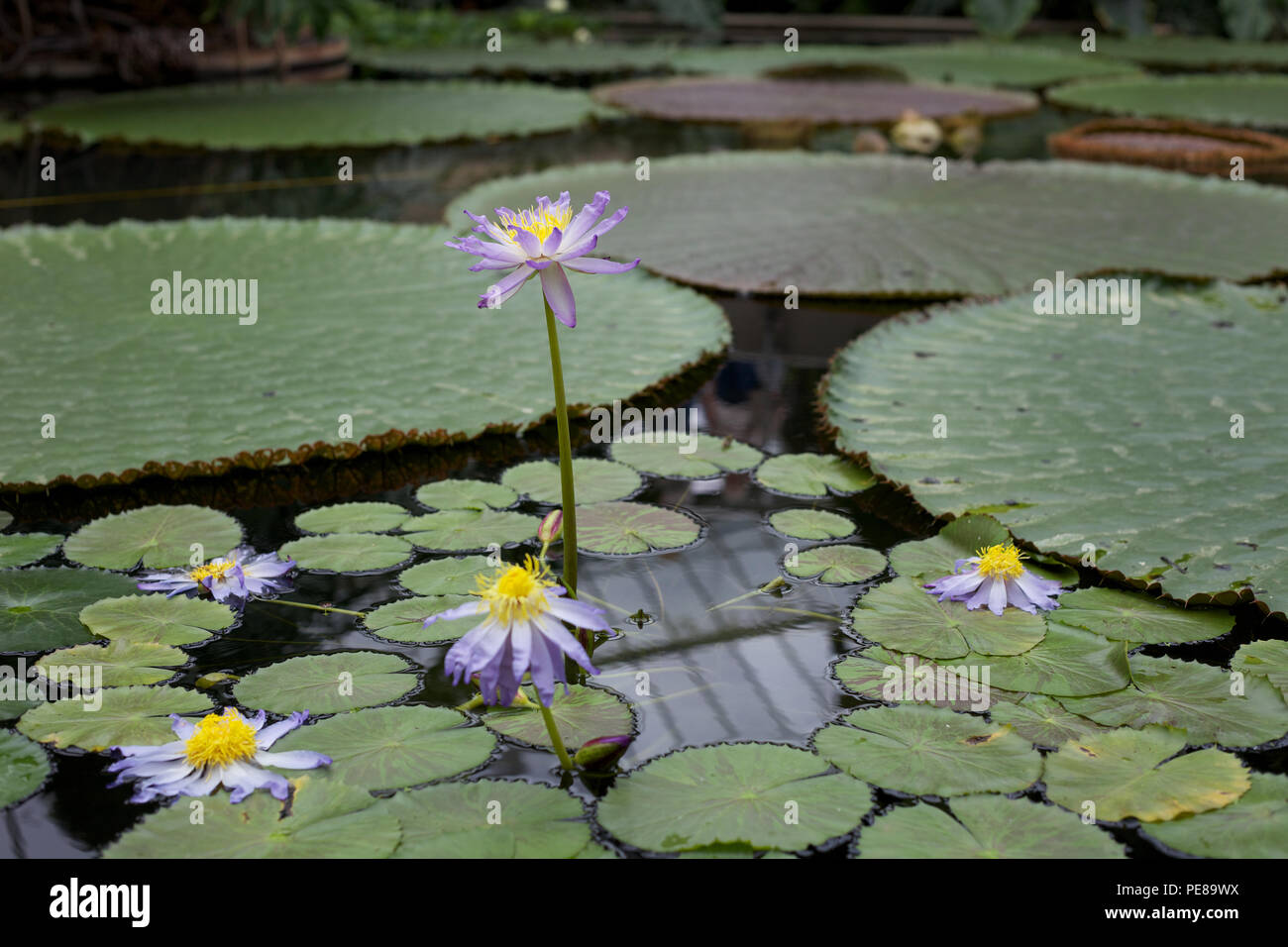Water Lilly Stockfoto