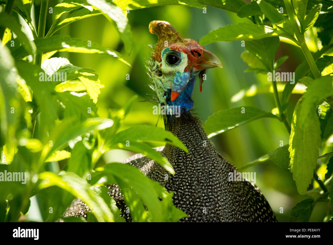 Eine afrikanische Perlhühner Peers durch einige Pflanzen. Stockfoto