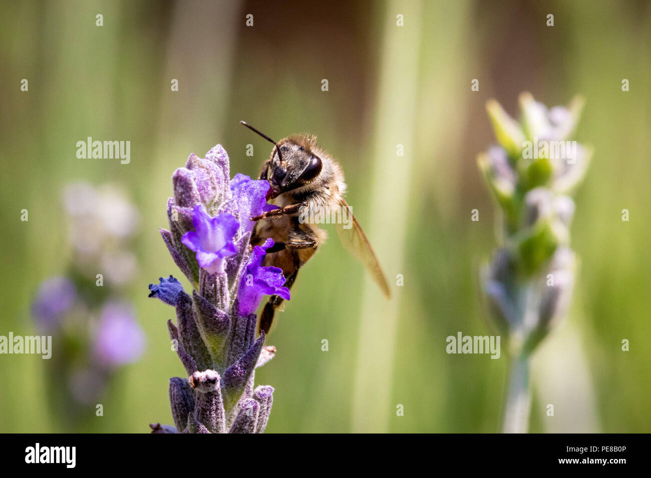 Ein afrikanischer Honigbienen thront auf einem Stick von Lavendel. Stockfoto