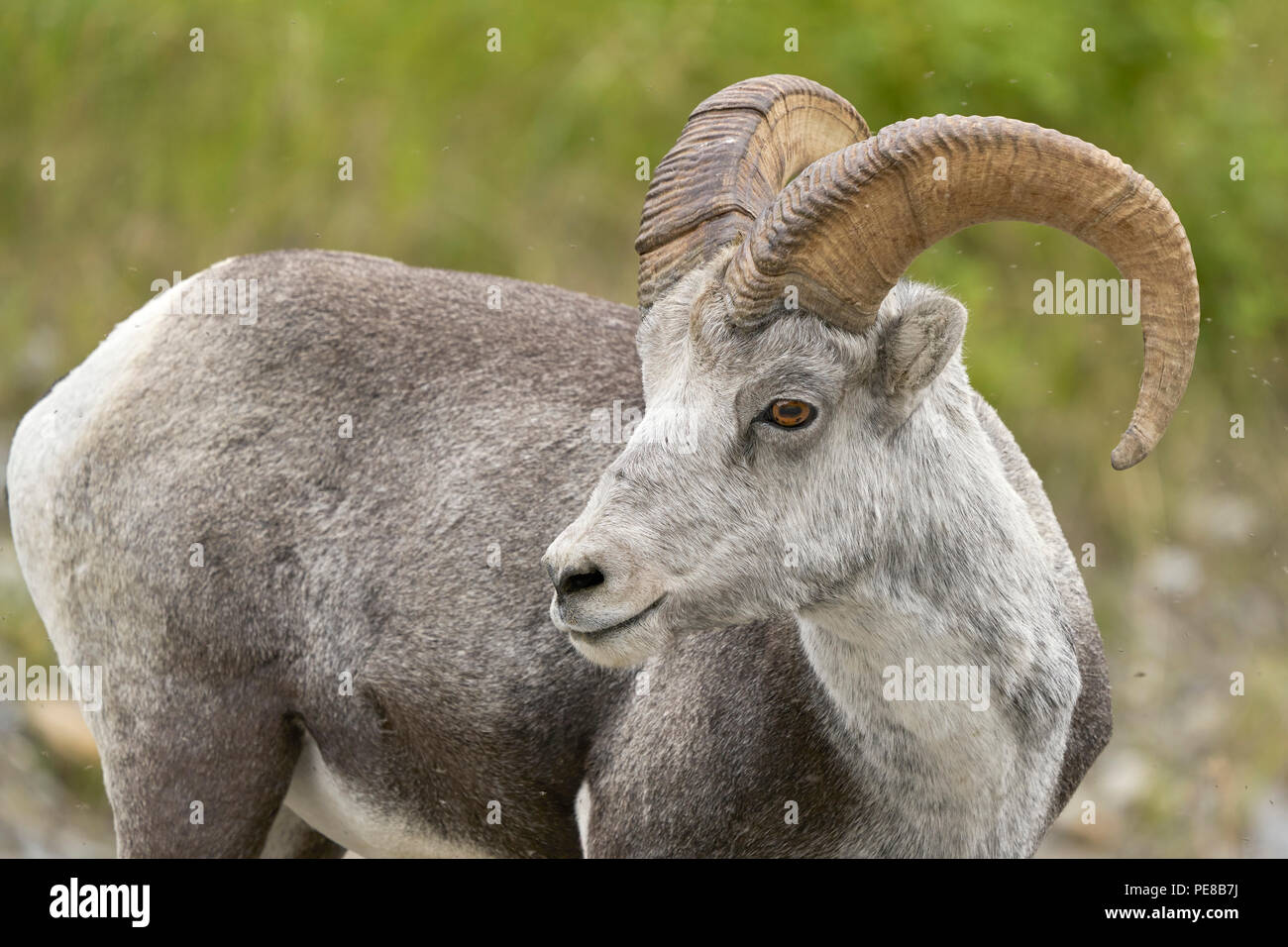 Steinschaf (Ovis dalli stonei), Northern Rockies District British Columbia Stockfoto
