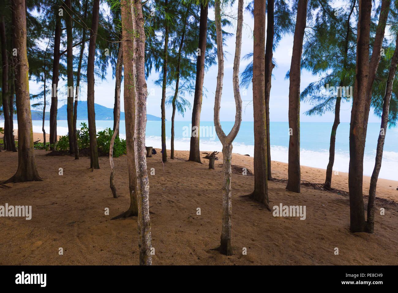 Hohen Pinien, gegen Morgen Sonne Licht an einem Strand in Phuket, Thailand, gut für Reisen oder die Umwelt Thema Stockfoto