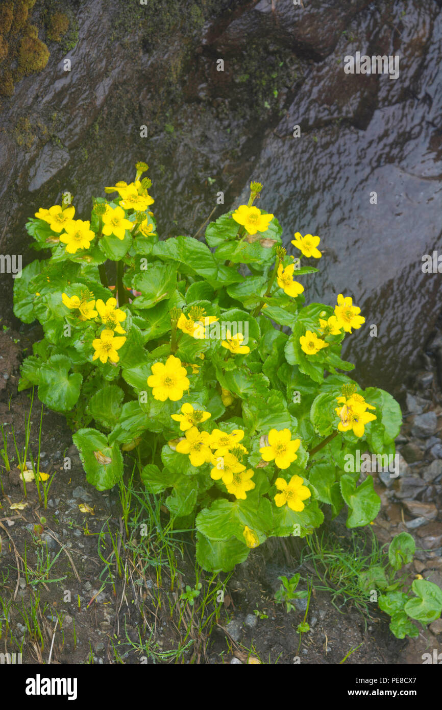 Gelbe Blumen von Ranunculus Laetus, das Tal der Blumen, Uttarakhand, Indien Stockfoto