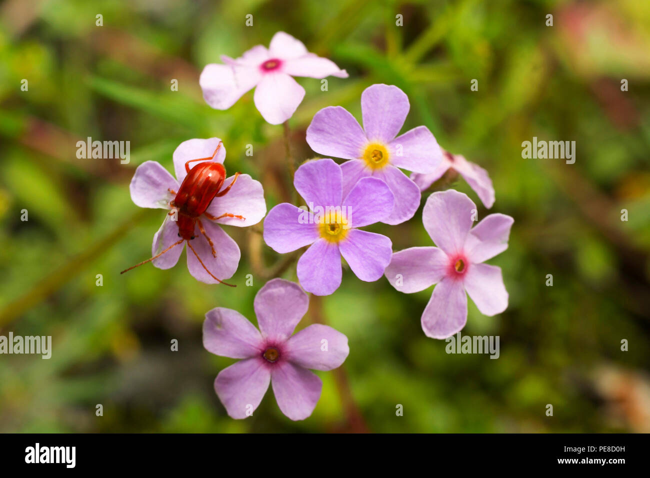 Vergiss mich nicht, Myosotis eine Gattung von Blütenpflanzen in der Familie Boraginaceae Stockfoto