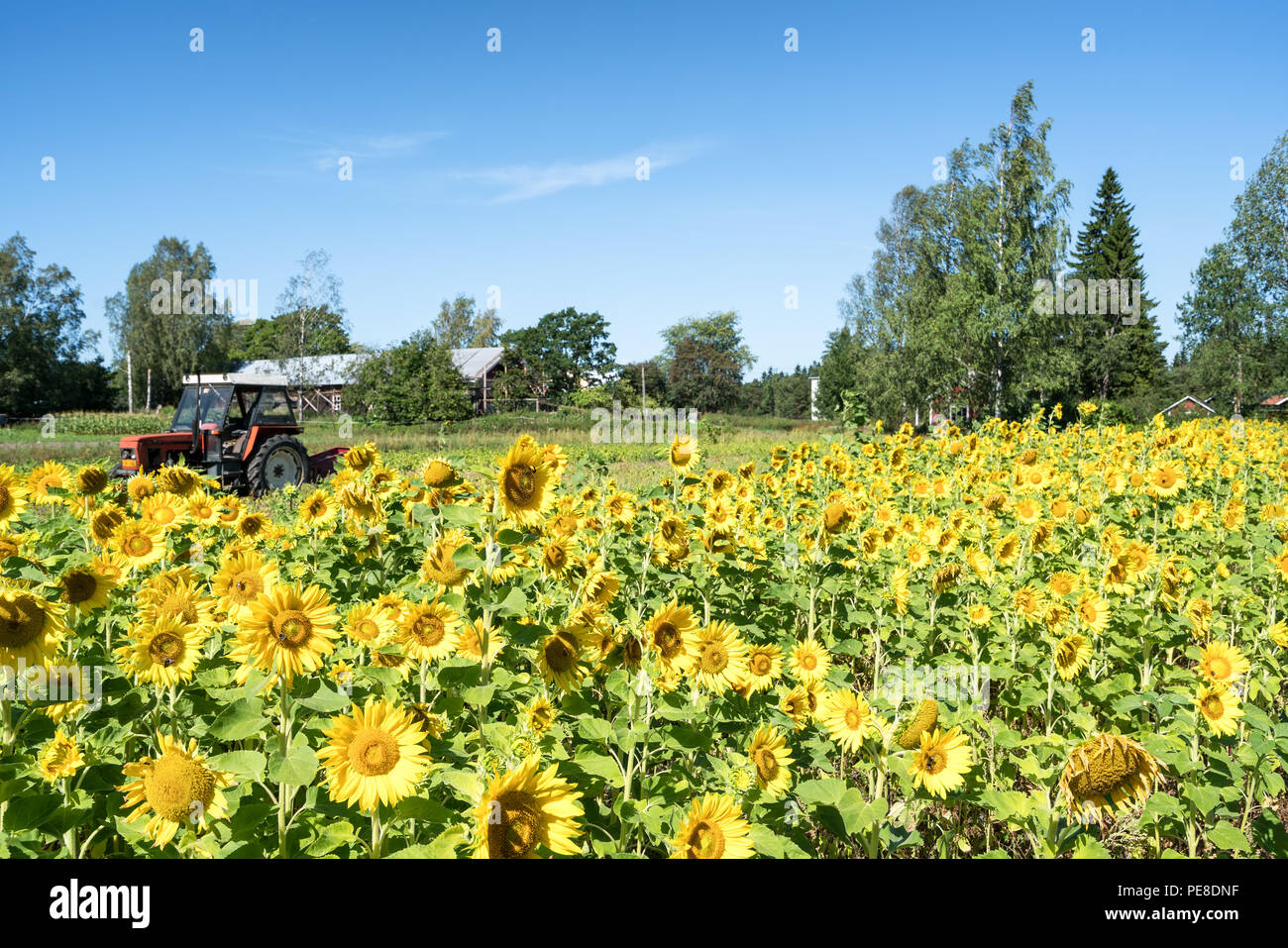Sonnenblumenfeld in der Nähe der Stadt Porvoo, Finnland Stockfoto