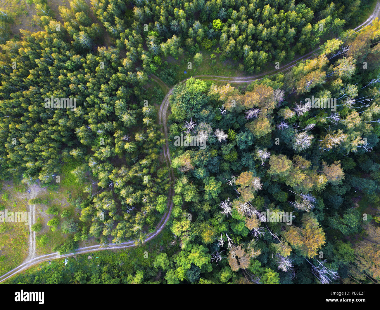 Eine kurvenreiche Straße durch den Wald. Draufsicht in der Drohnen aus der Vogelperspektive. Stockfoto