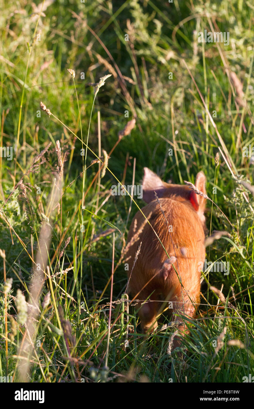 Feral Tamworth Ferkel im Gras Grasnarbe. Teil des Knepp rewilding Project trophische Ebenen wiederherzustellen und damit die Artenvielfalt zu ehemaligen Ackerland. Stockfoto