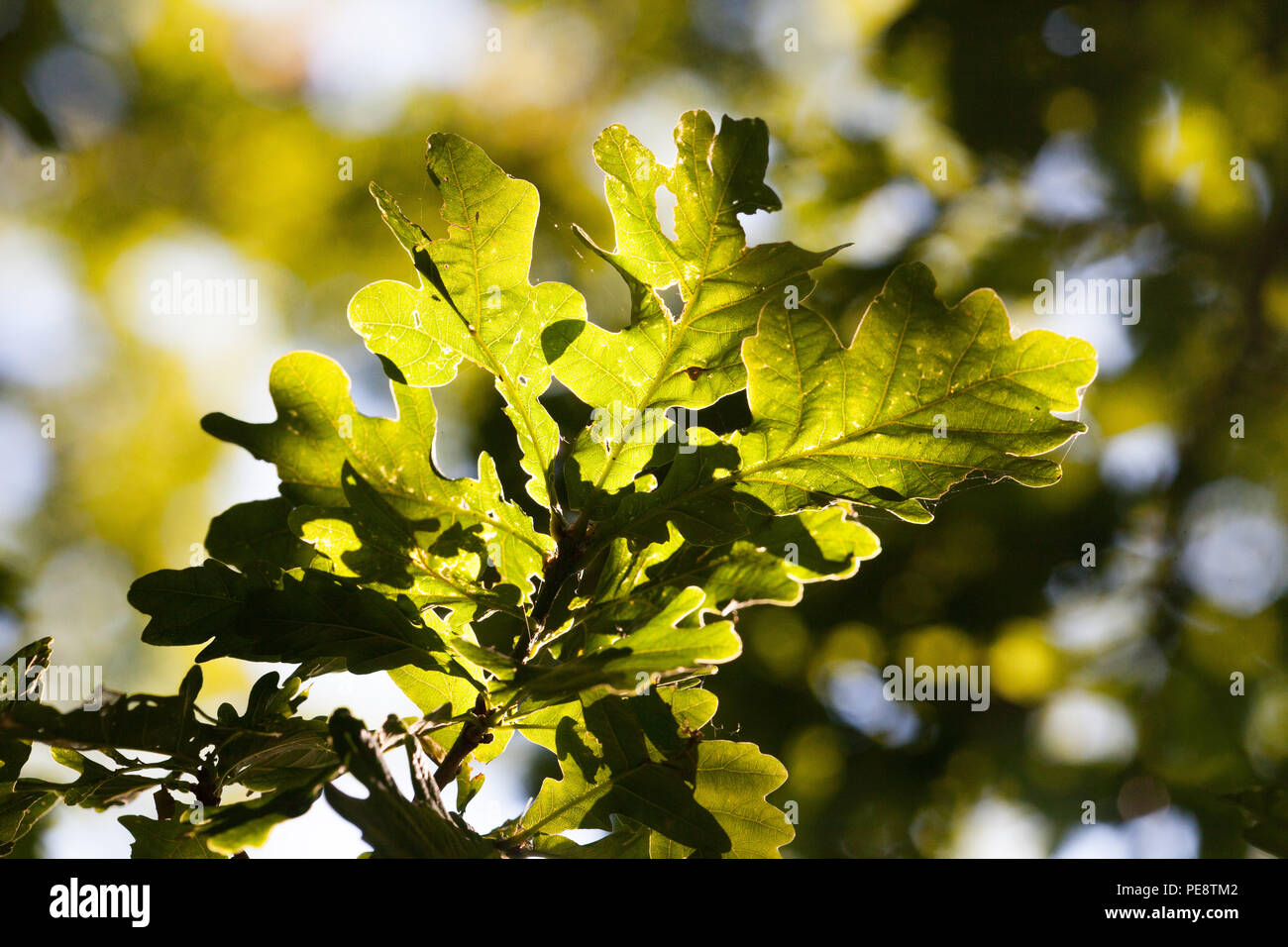 Eiche (Quercus robur) von inscts/wirbellosen Tieren gefressen, wichtige Baum, Lila Kaiser Schmetterlinge und Lila Hairstreaks. Baum zieht die grösste Anzahl von Insekten in Großbritannien - ca. 350 Stockfoto