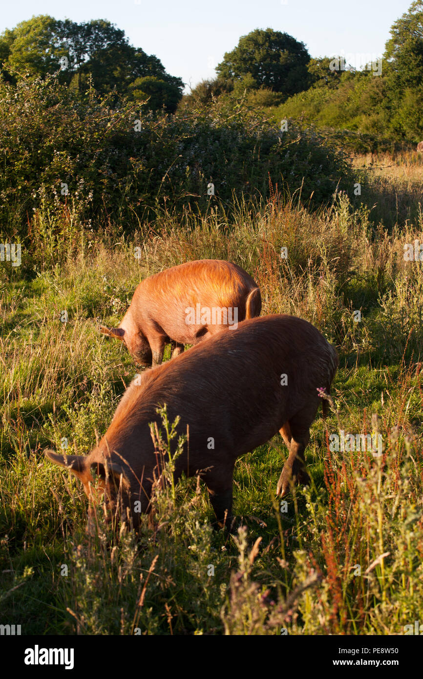 TAMworth Schwein mit Ferkel Beweidung Feld mit der Entwicklung von Disteln. Gutes Beispiel für rewilding. Im Wesentlichen Tier, das fördert die Arten wie Lila Kaiser Schmetterlinge und Turteltauben Stockfoto