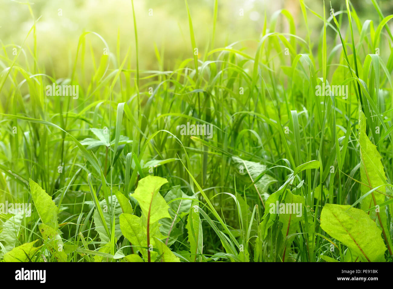 Grüne Gras Grenze als natürlichen Hintergrund an sonnigen Sommertag Stockfoto
