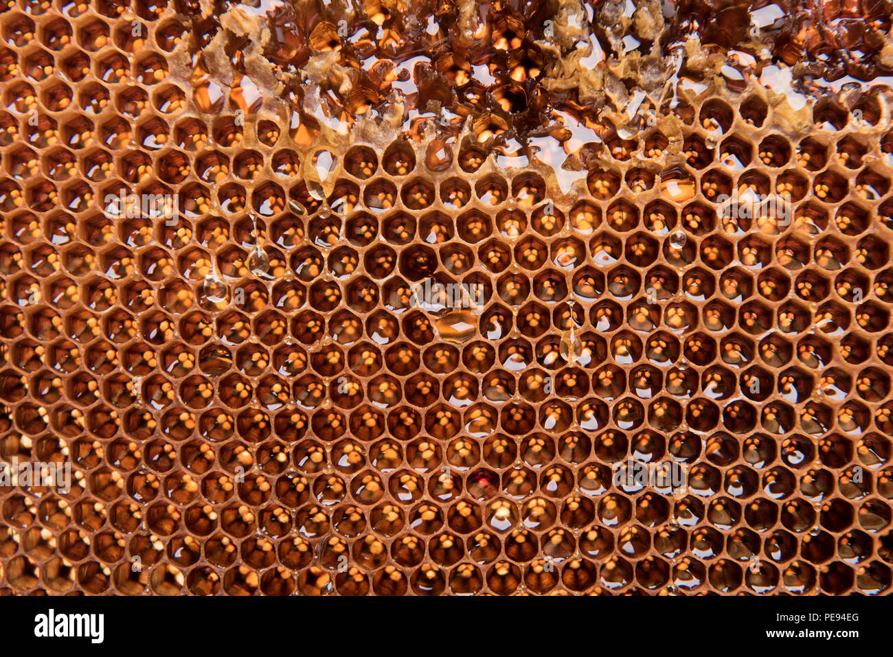 Dunkle Scheiben mit Bienenwachs und Honig Stockfoto