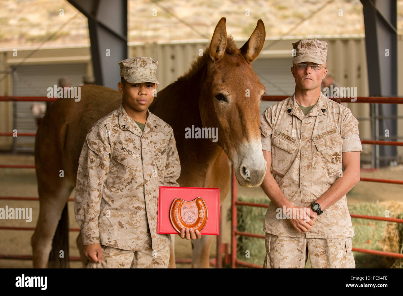 Us Marine Corps Lance Cpl. Luis A. Munoz jr., rifleman, Charlie Company, 1.BATAILLON, 6 Marine Regiment, 2nd Marine Division (MARDIV), steht mit Sgt. Jeffrey L. Anderson jr., Ausbilder team leader, Marine Corps Mountain warfare Training Center (MCMWTC), und ein pack Mule, nach seinem Abschluss als Ehre, Absolvent der tierischen Packer Kurs 3-15, MCMWTC, Bridgeport, Calif., Sept. 15, 2015. Der Kurs ist so konzipiert, dass Marines den verlorenen Kampf Kunst der Handhabung pack Tiere, Transport, Lieferungen zu unterrichten, und verwundet in unwegsamen Gelände zu schwierig für Flugzeuge oder Fahrzeuge. Marines mit 1 Batta Stockfoto