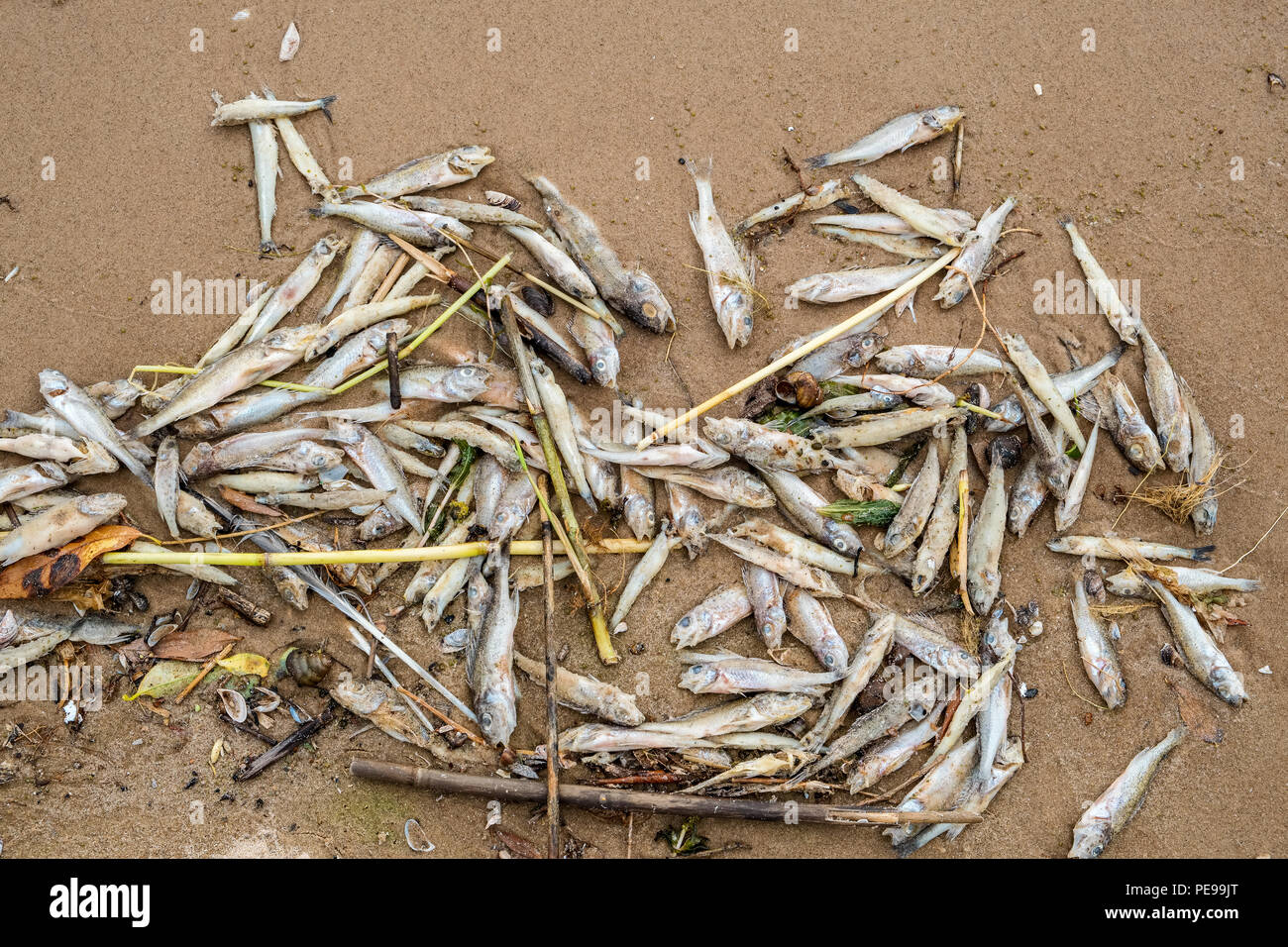 Tote Fische liegt am Ufer des Lake Peipus. Estland, Europa Stockfoto