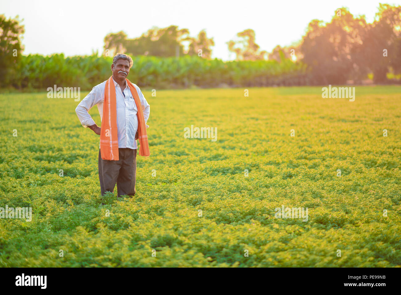 Indische Bauer auf die kichererbse Feld Stockfoto