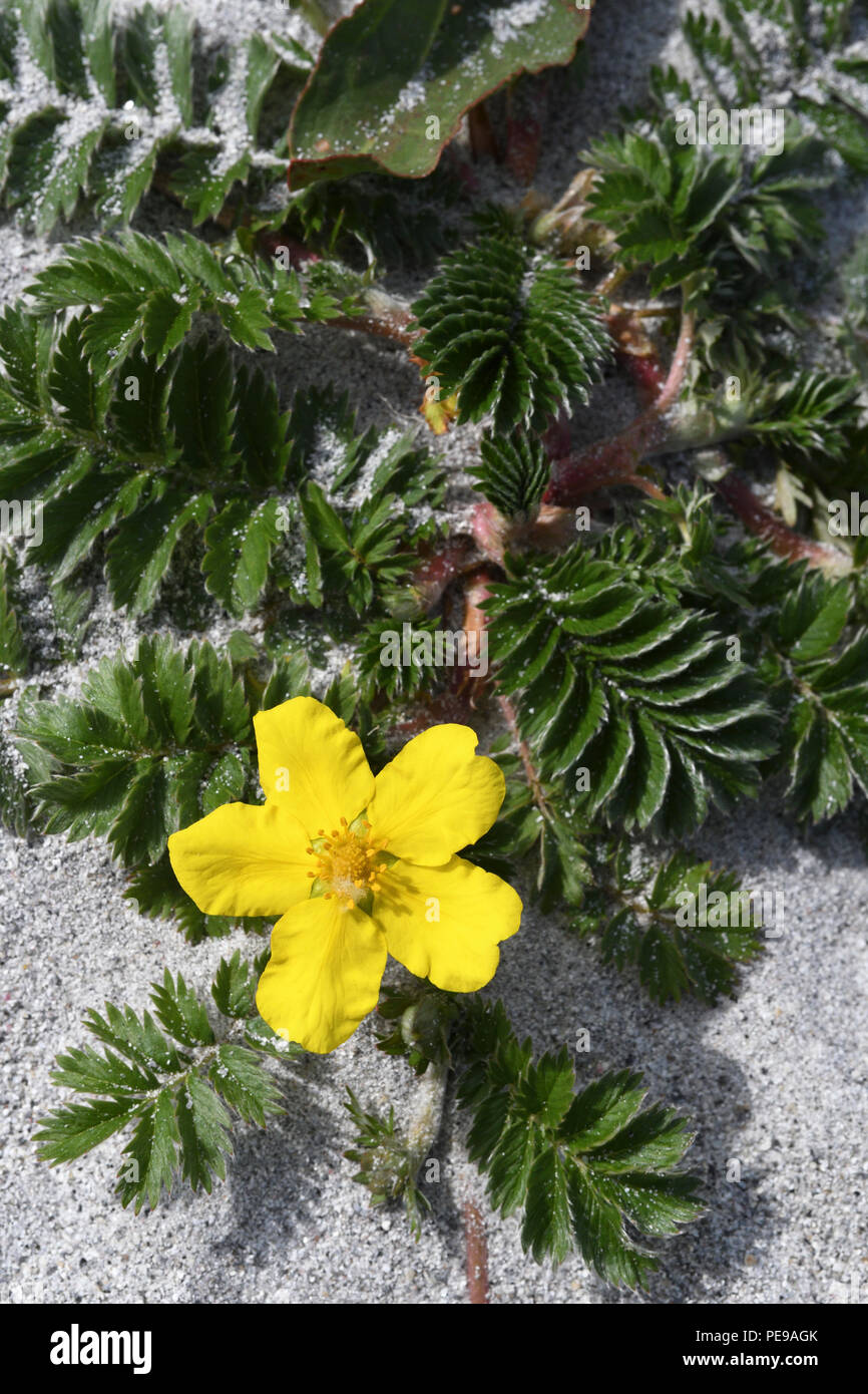 Silverweed; Argentinien; anserina Clachan Sands; North Uist, Schottland Stockfoto