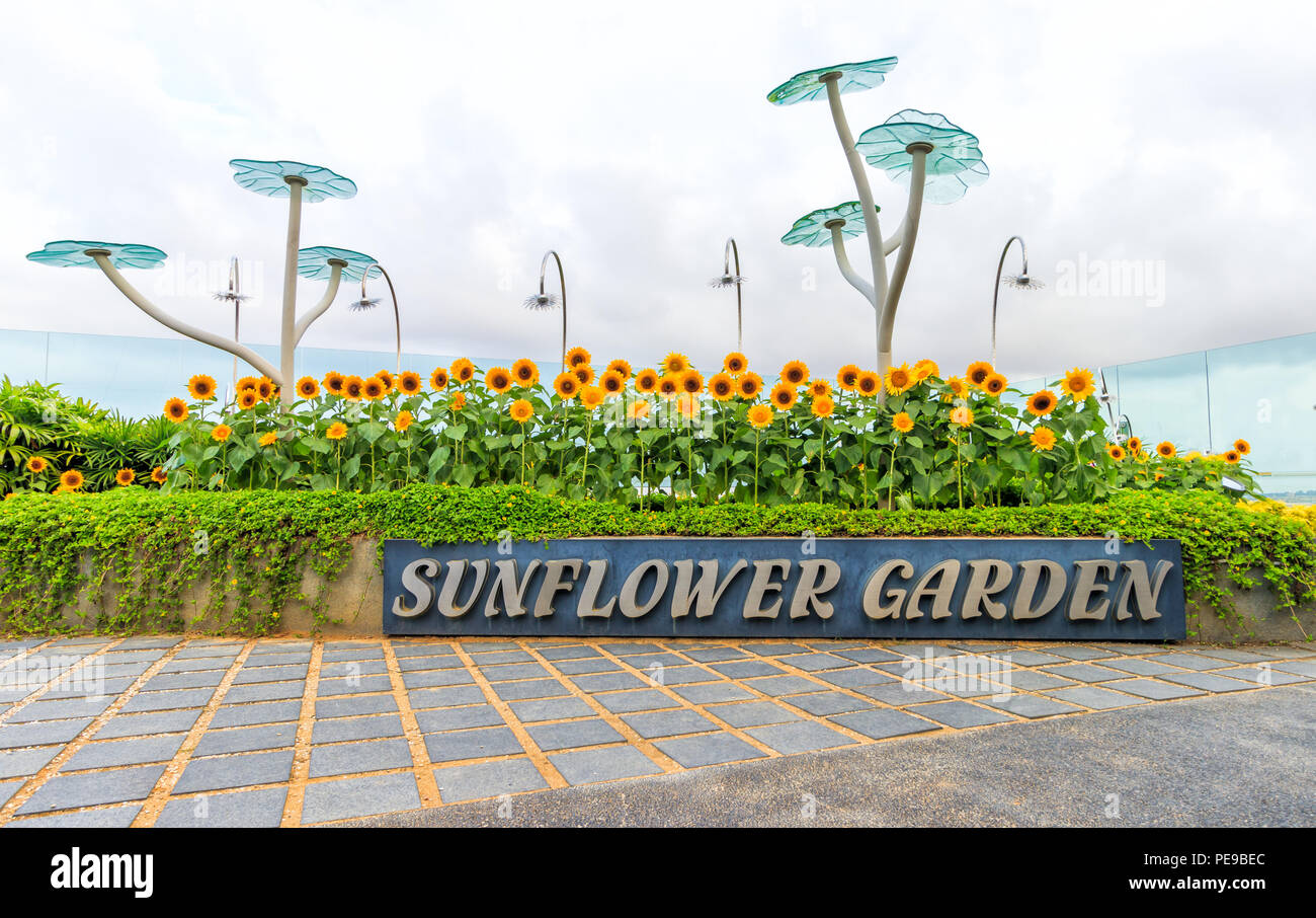 Singapur - 26. Juli 2018: Die Sonnenblume Garten am Flughafen Singapur Changi Stockfoto