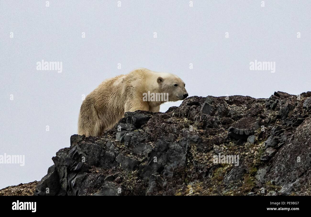Wilde Eisbären in Svalvard Norwegen, Sie sind jetzt auf der liffs und Felsen, bis das Eis im Winter und Sie reisen dann zu Feed gefangen. Stockfoto